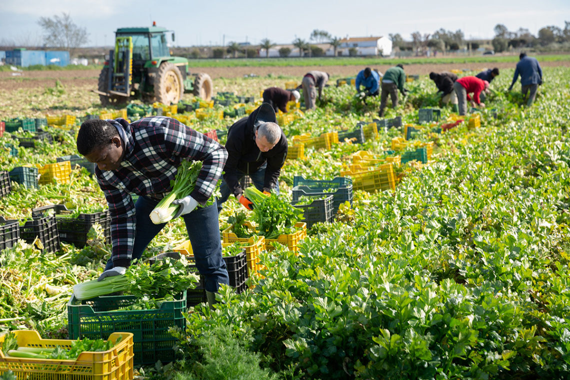 UK Trade Deal Threatens to Exacerbate Australia’s Farm Worker Shortage