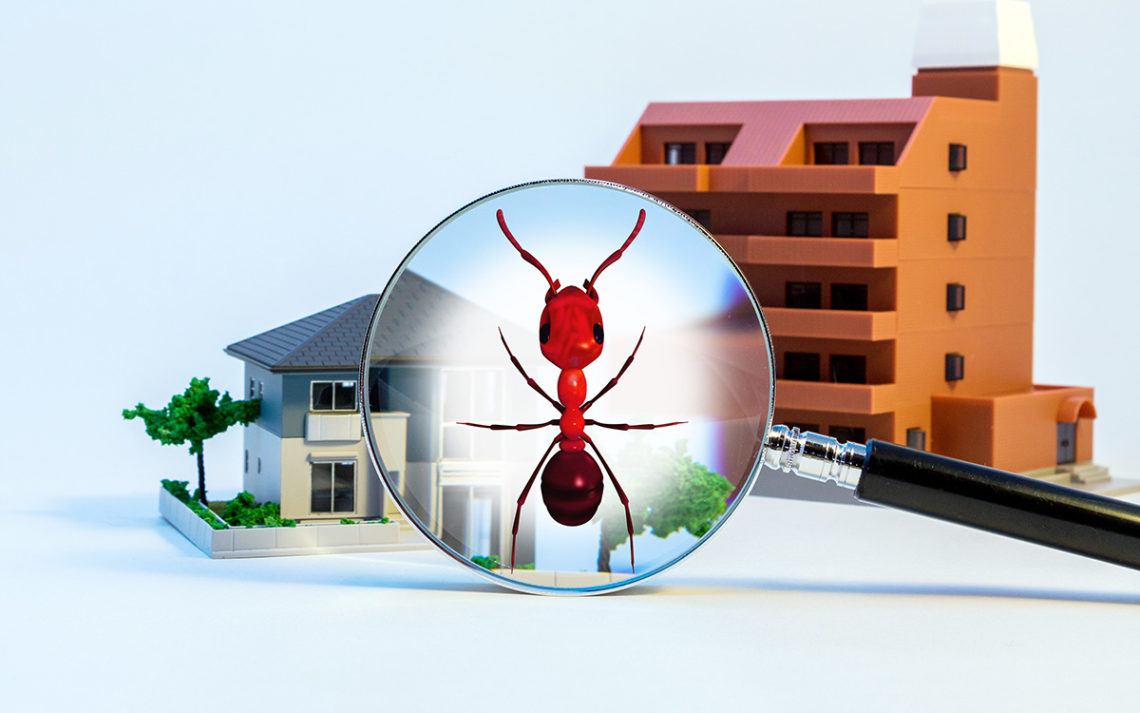 Building and Pest Condition Explained – why you Should Engage a Lawyer to Assist you with your Purchase or Sale